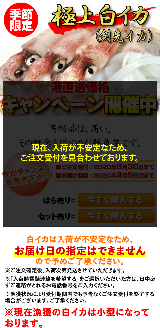 鳥取県産極上白いか ケンサキイカ 季節限定 キャンペーン 山陰 但馬の鮮魚通販 鮮魚屋 マルワフーズ渡辺水産 鳥取県