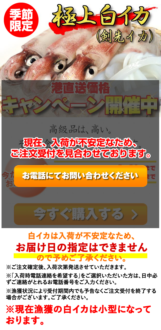 鳥取県産極上白いか(ケンサキイカ)“季節限定”キャンペーン！】｜通販・お取り寄せ - 鮮魚屋 マルワフーズ渡辺水産